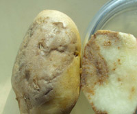 Клубень картофеля Click on image to enlarge