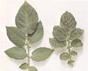 Вирус Y. Справа лист больного растения, слева - здорового.